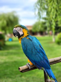 A vibrant parrot with bright blue and yellow feathers perched on a wooden branch