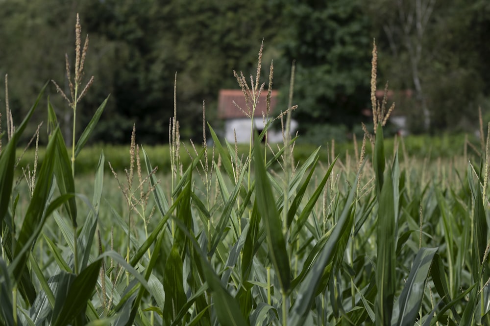 a field of tall grass with a house in the background