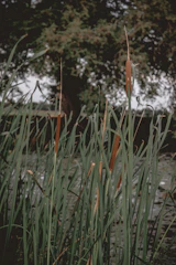 Wetland area slowly recovering with cattails and native birds returning.