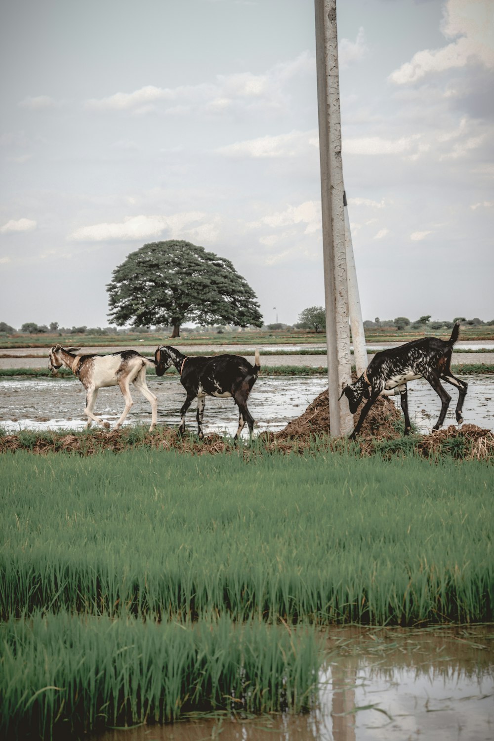 a herd of goats walking across a lush green field