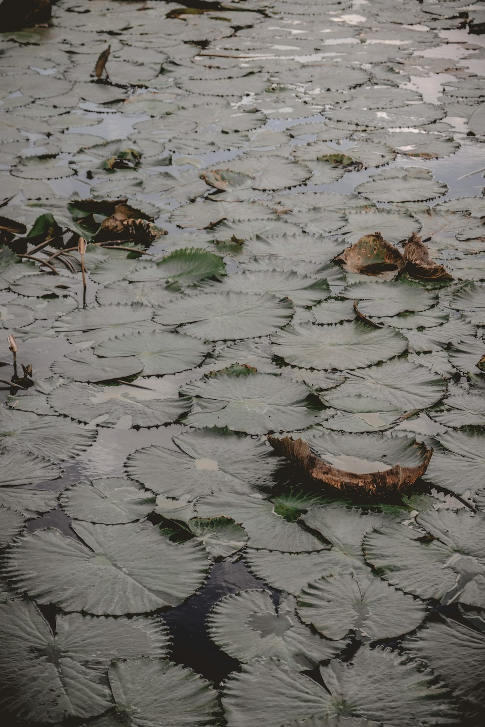 a bunch of leaves floating on top of a body of water