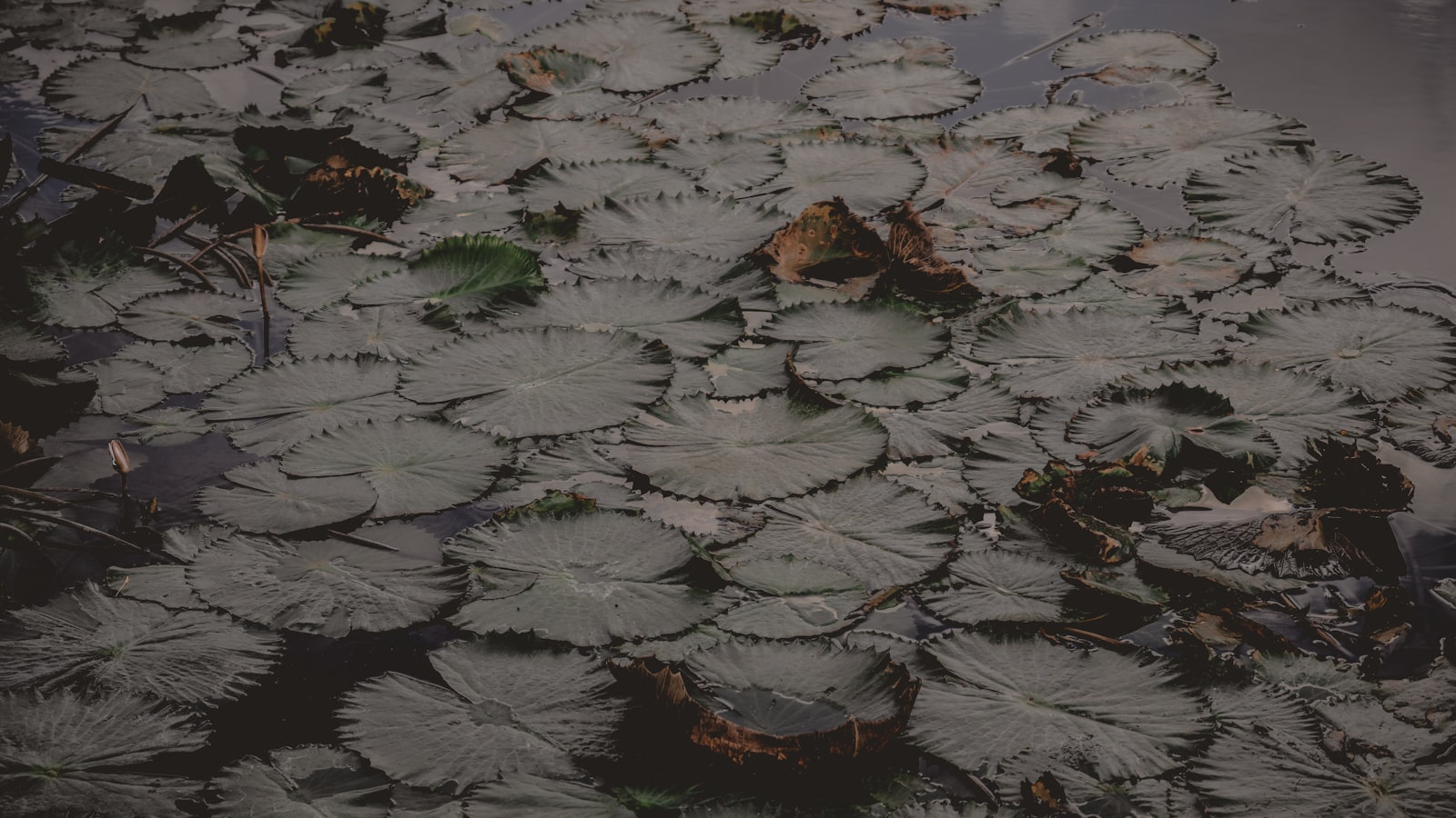 Benefits and Considerations: Assessing the Viability of Growing Pond Plants in Gravel