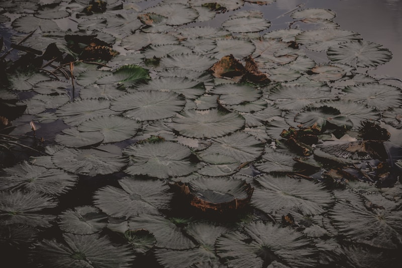 Pondscape