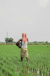 A farmer is standing in a lush green field, holding a black bucket. The person is dressed in a white sleeveless shirt and a beige wrap-around skirt, with a red and white cloth covering their head. Green rice plants fill the field, and a few trees are visible in the background under a cloudy sky.