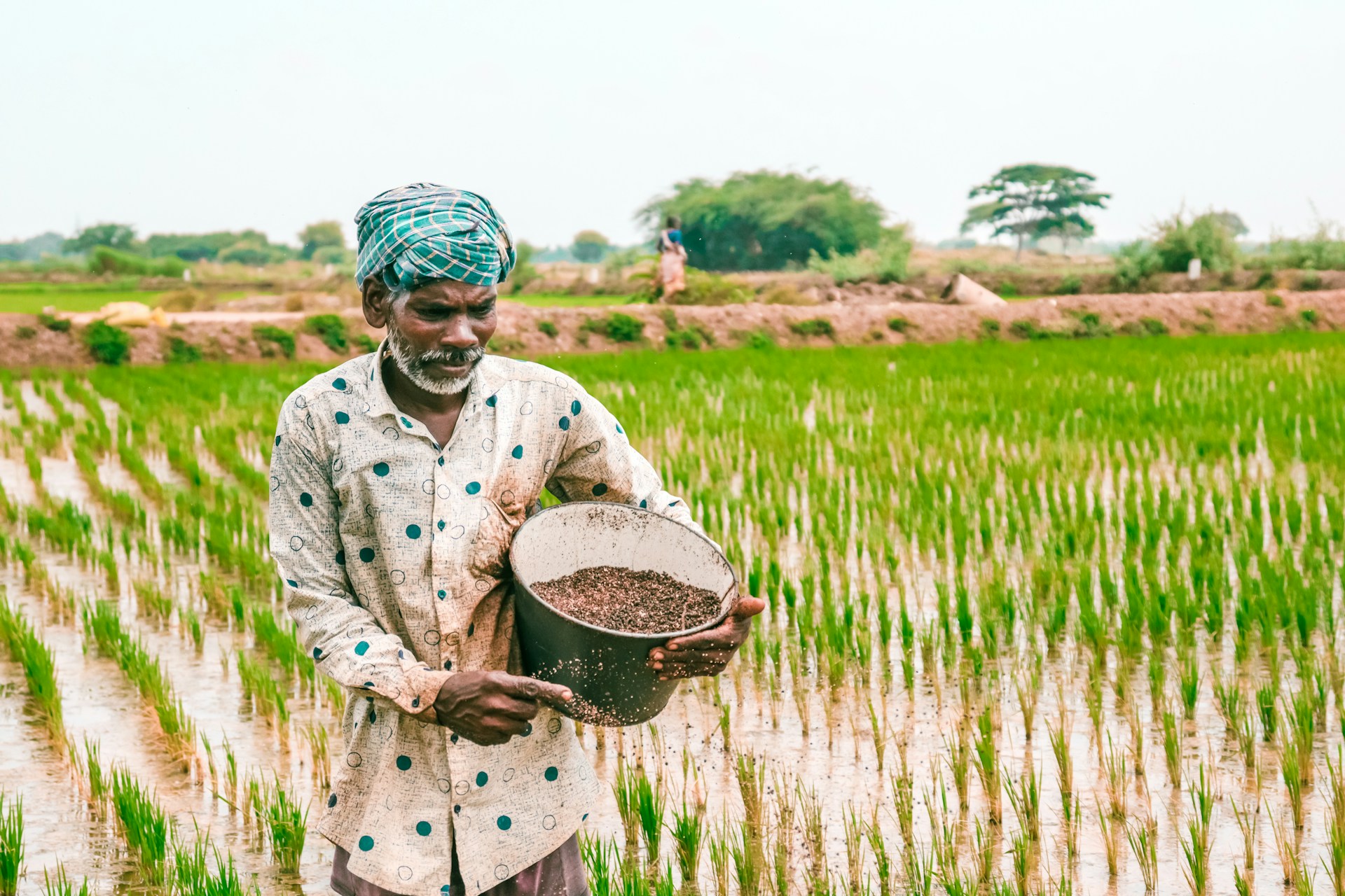 a man standing in a rice field holding a bucket