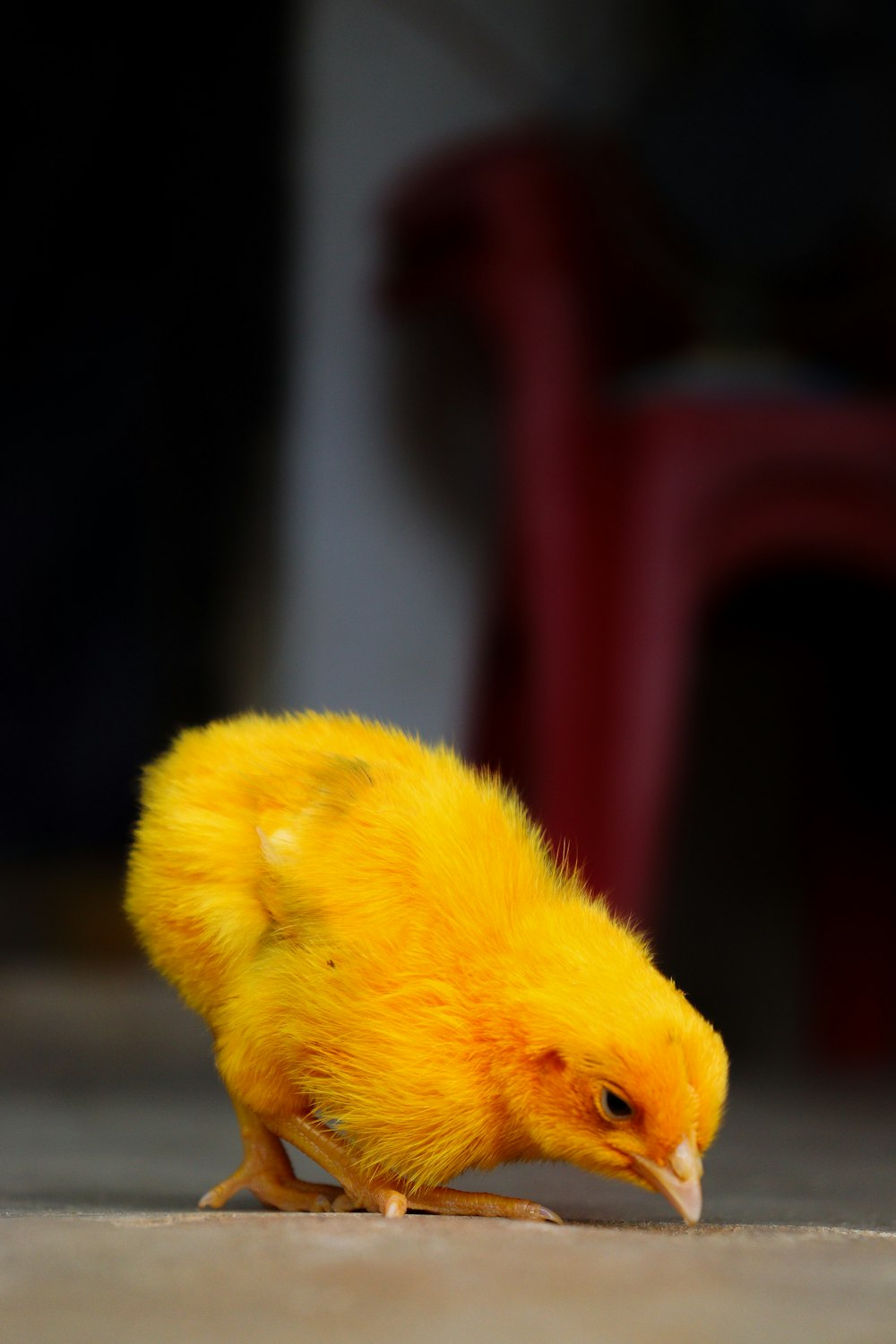 a small yellow bird standing on the ground