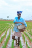 An elderly man is walking through a lush green paddy field, scattering seeds with one hand. He wears a blue shirt and a traditional cloth wrapped around his head. The bright sky contrasts with the vibrant green of the plants, and water covers the field, reflecting the sky.