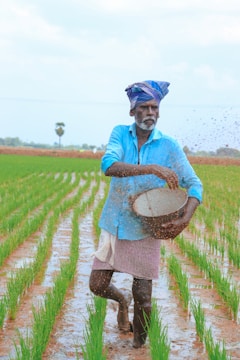 An elderly man is walking through a lush green paddy field, scattering seeds with one hand. He wears a blue shirt and a traditional cloth wrapped around his head. The bright sky contrasts with the vibrant green of the plants, and water covers the field, reflecting the sky.