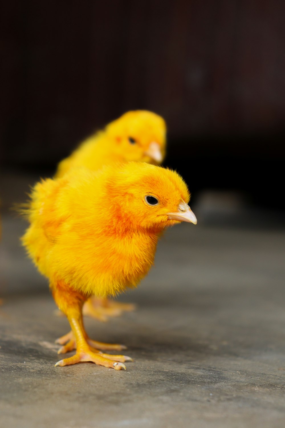a couple of small yellow chickens standing on top of a cement floor