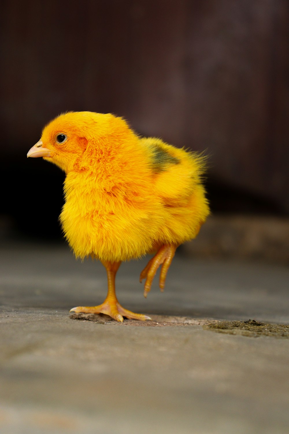 a small yellow chicken standing on a concrete floor