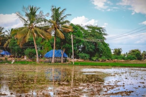 a body of water surrounded by palm trees