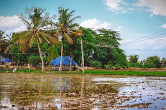 a body of water surrounded by palm trees