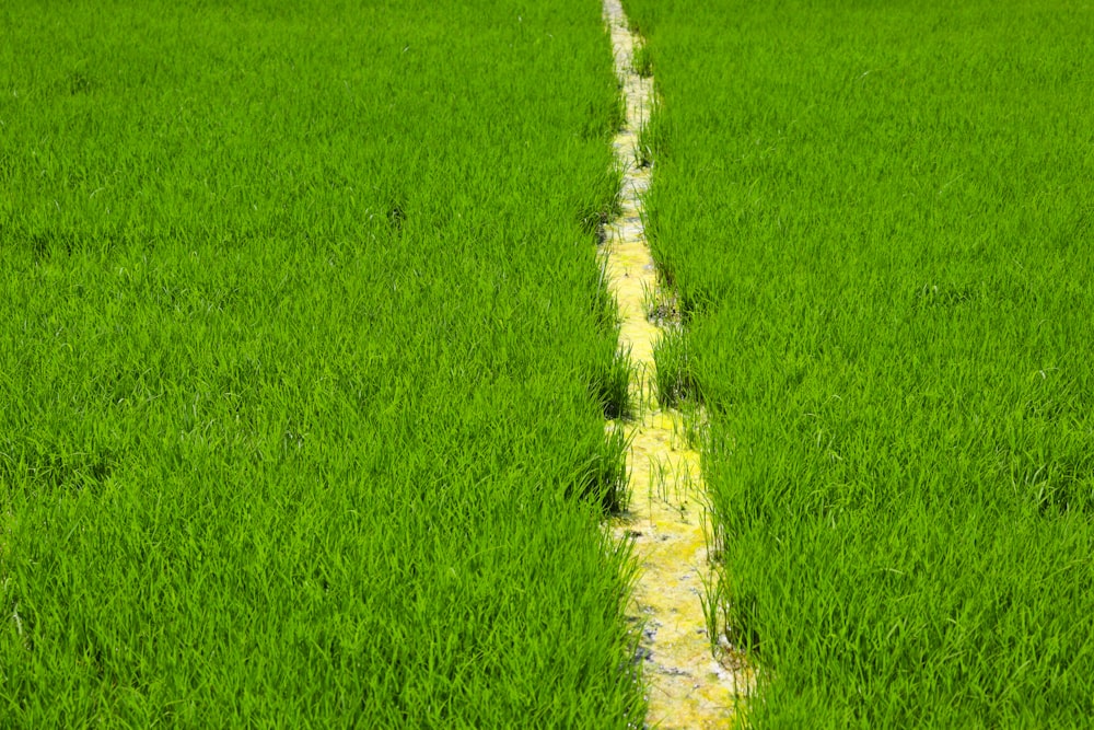 a yellow line in the middle of a green field