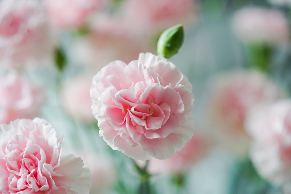 a bunch of pink flowers that are in a vase