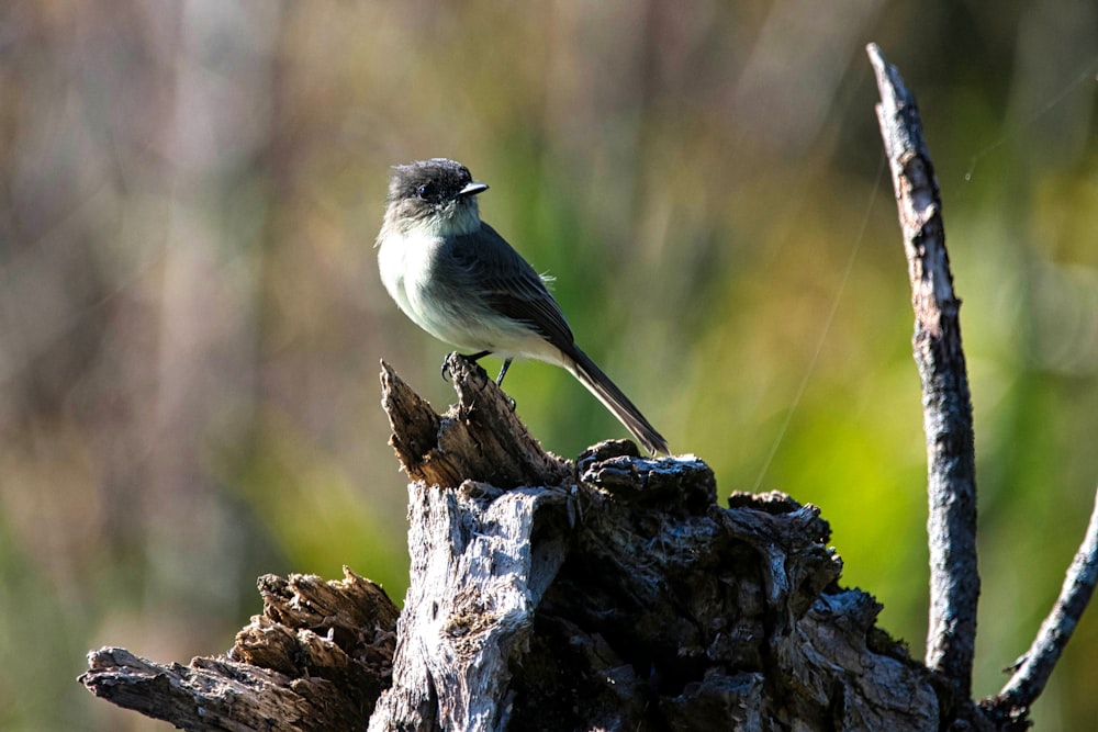 a small bird perched on top of a tree stump