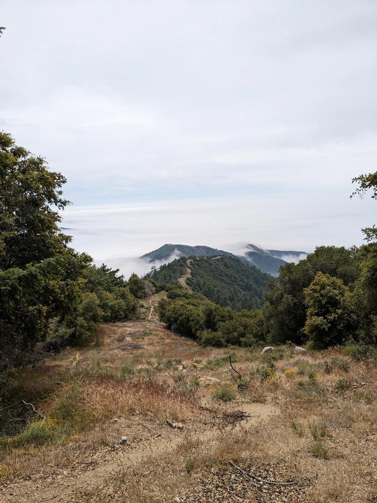 A dirt trail on Mount Wilson running toward a forested ridge above low cloud