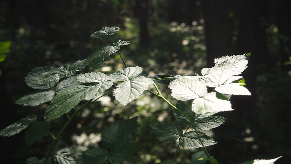 a close up of a leafy plant in a forest
