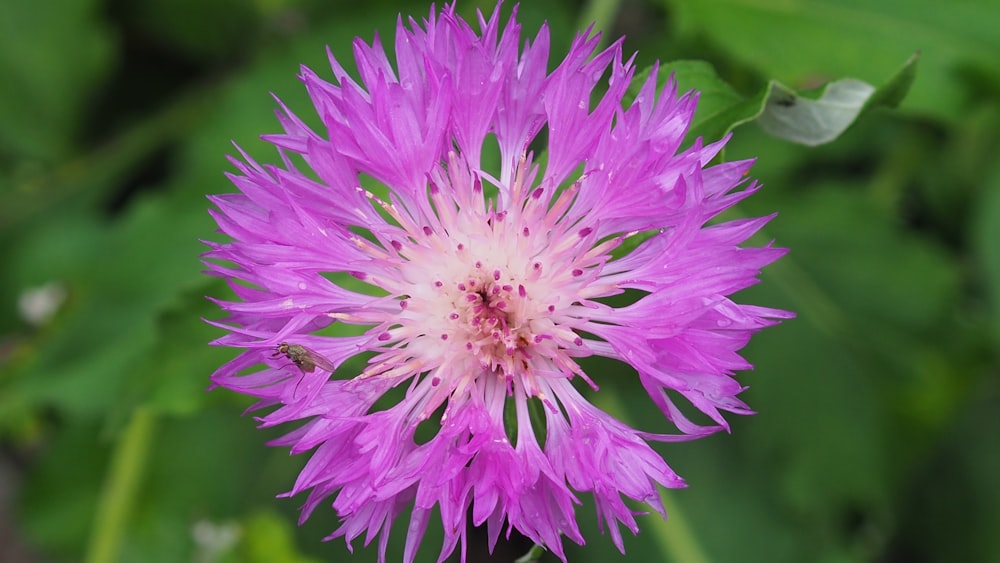 a close up of a purple flower with green leaves in the background