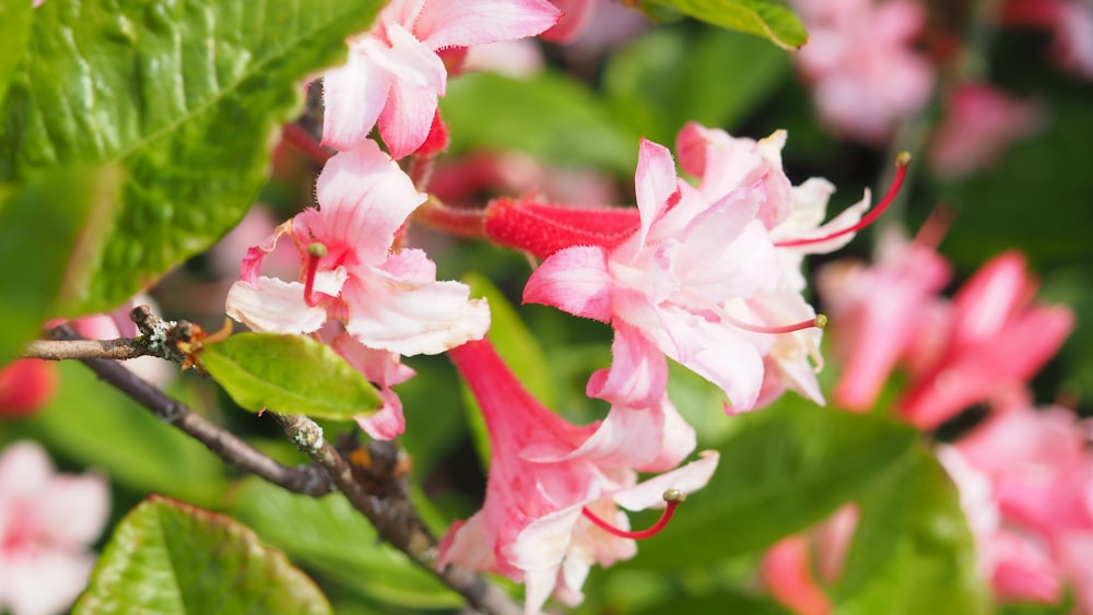 pink and white flowers blooming on a tree