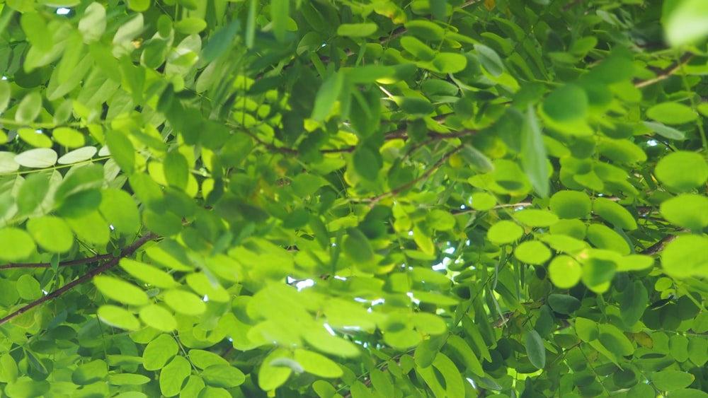 a close up of a tree with green leaves