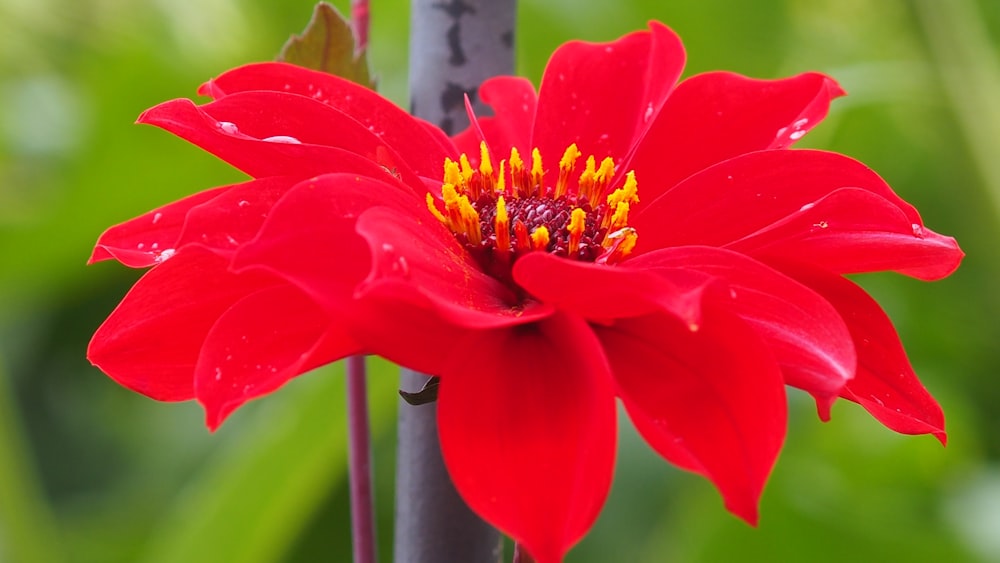 un gros plan d’une fleur rouge avec des gouttelettes d’eau dessus