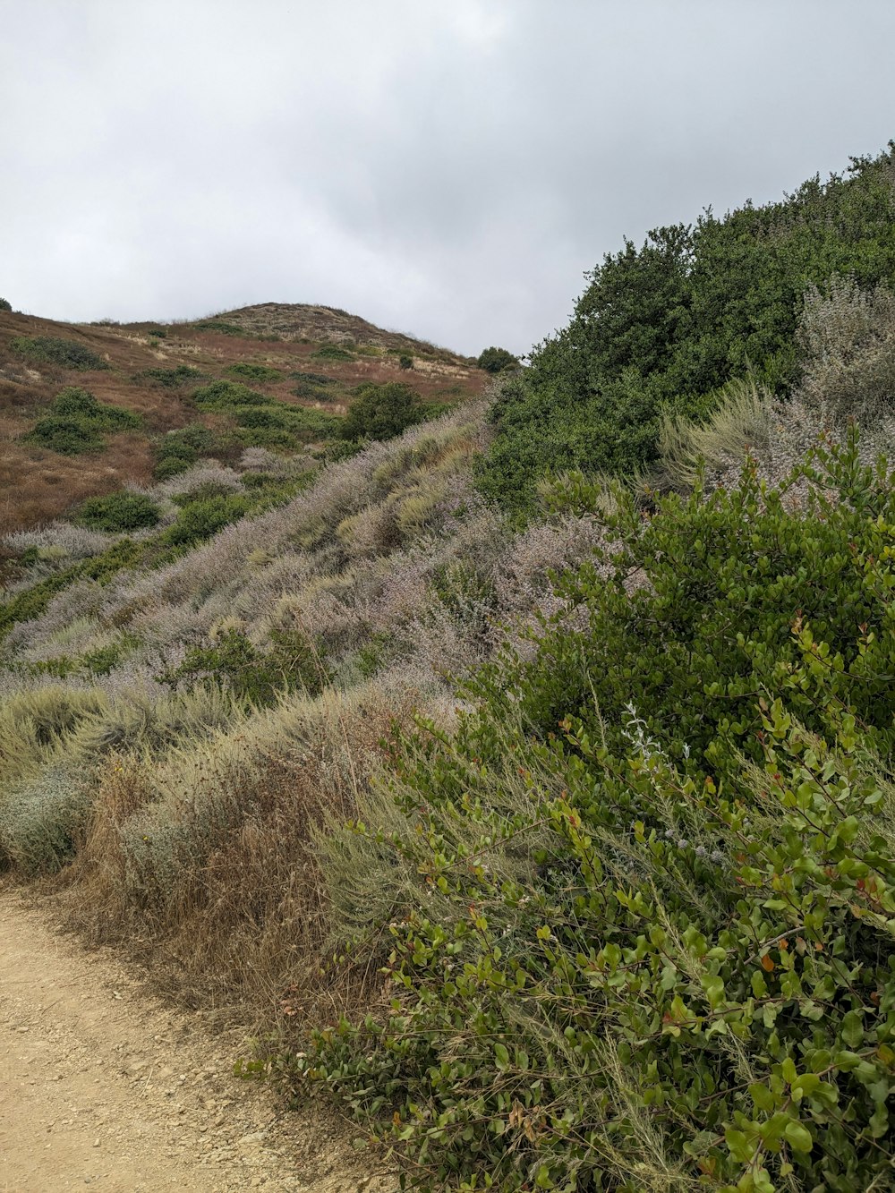 a dirt path with bushes and bushes on the side of a hill