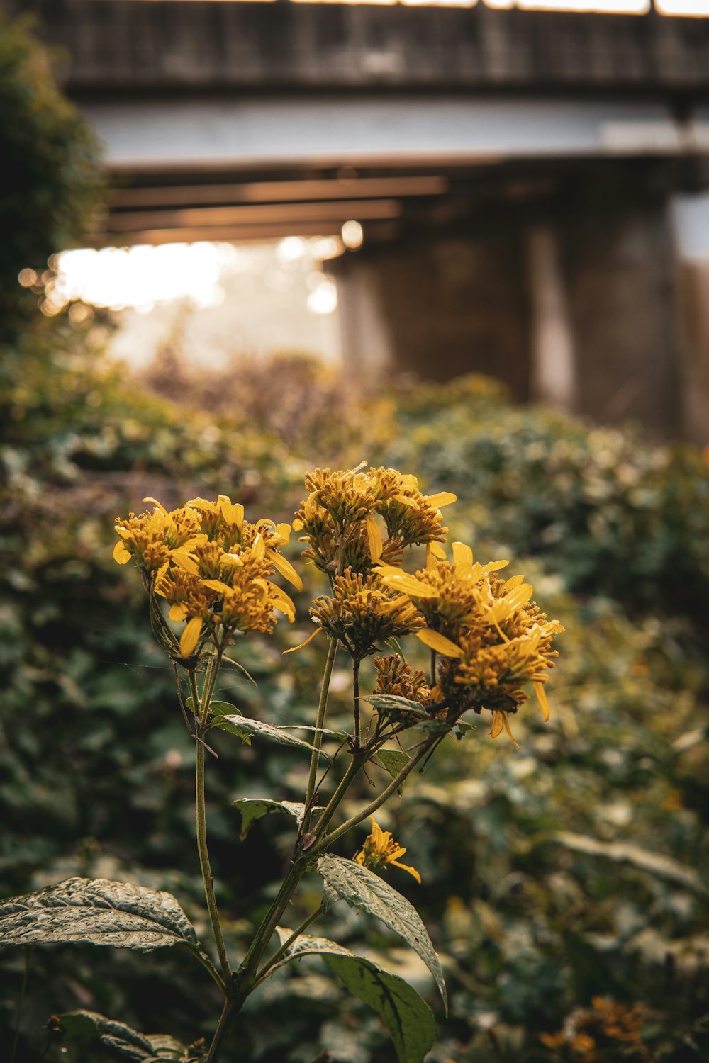 a yellow flower with a bridge in the background