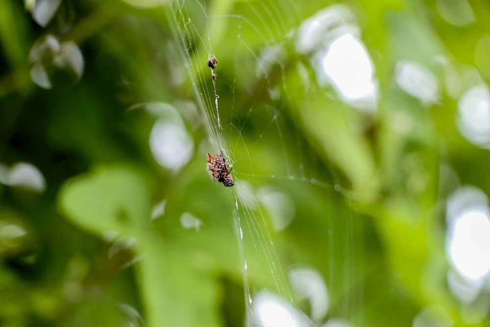 a close up of a spider on a web