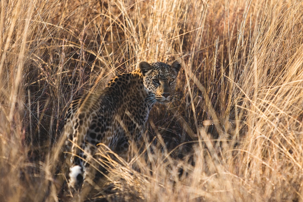 a leopard standing in a field of tall dry grass