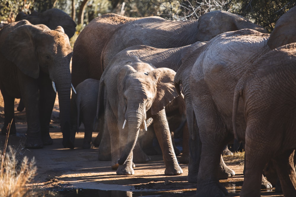 a herd of elephants walking down a dirt road