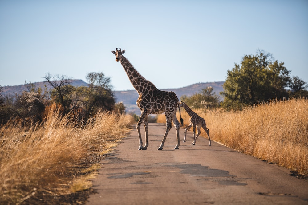 a giraffe and a baby giraffe crossing a road
