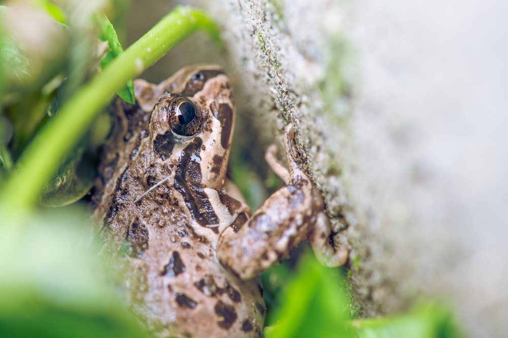 a brown and black frog sitting on top of a green plant