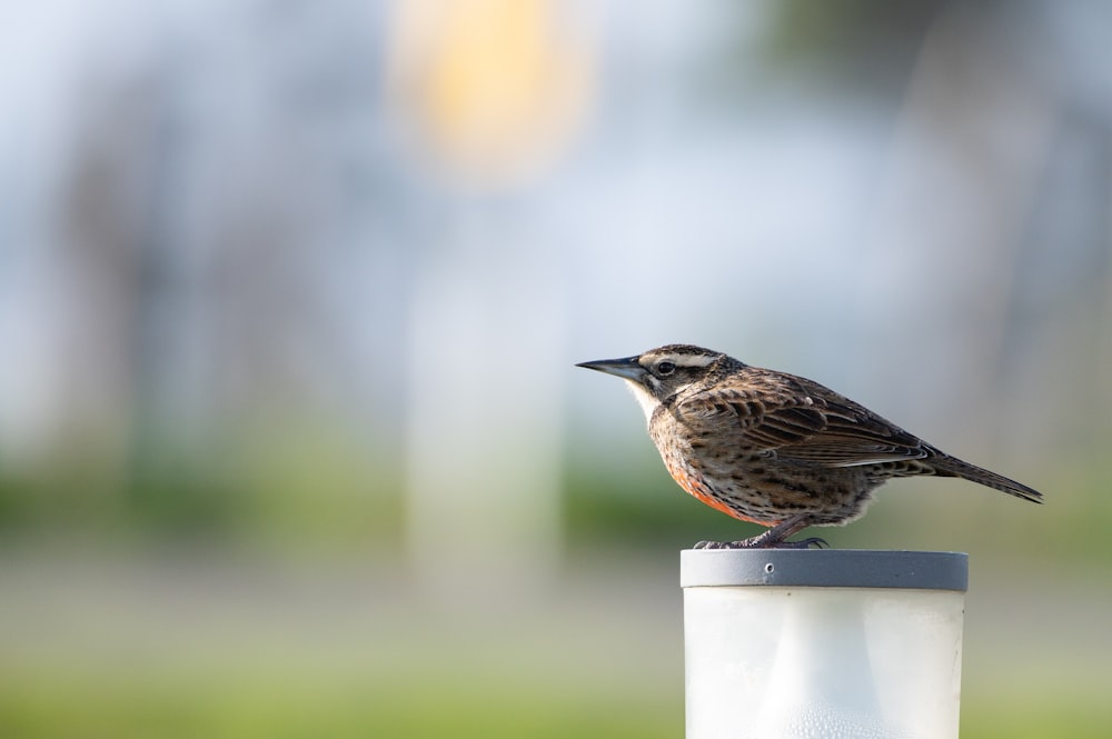 a small bird perched on top of a white pole