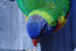 Close-up of a veterinarian examining a colorful exotic bird during a workshop.