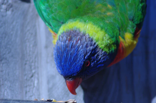 Close-up of a veterinarian examining a colorful exotic bird during a workshop.