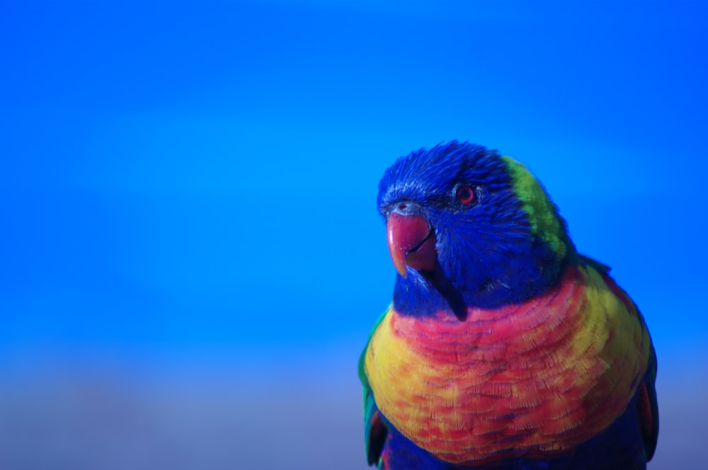 a colorful bird with a blue sky in the background