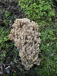 A cluster of beige, coral-like mushrooms is growing on a lush, green mossy forest floor. The mushrooms have a branching, cylindrical structure resembling coral reefs. Around the mushrooms, the forest floor is covered with damp, dark green moss and scattered twigs.
