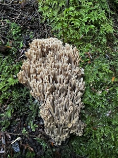 A cluster of beige, coral-like mushrooms is growing on a lush, green mossy forest floor. The mushrooms have a branching, cylindrical structure resembling coral reefs. Around the mushrooms, the forest floor is covered with damp, dark green moss and scattered twigs.