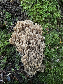 A cluster of beige, coral-like mushrooms is growing on a lush, green mossy forest floor. The mushrooms have a branching, cylindrical structure resembling coral reefs. Around the mushrooms, the forest floor is covered with damp, dark green moss and scattered twigs.