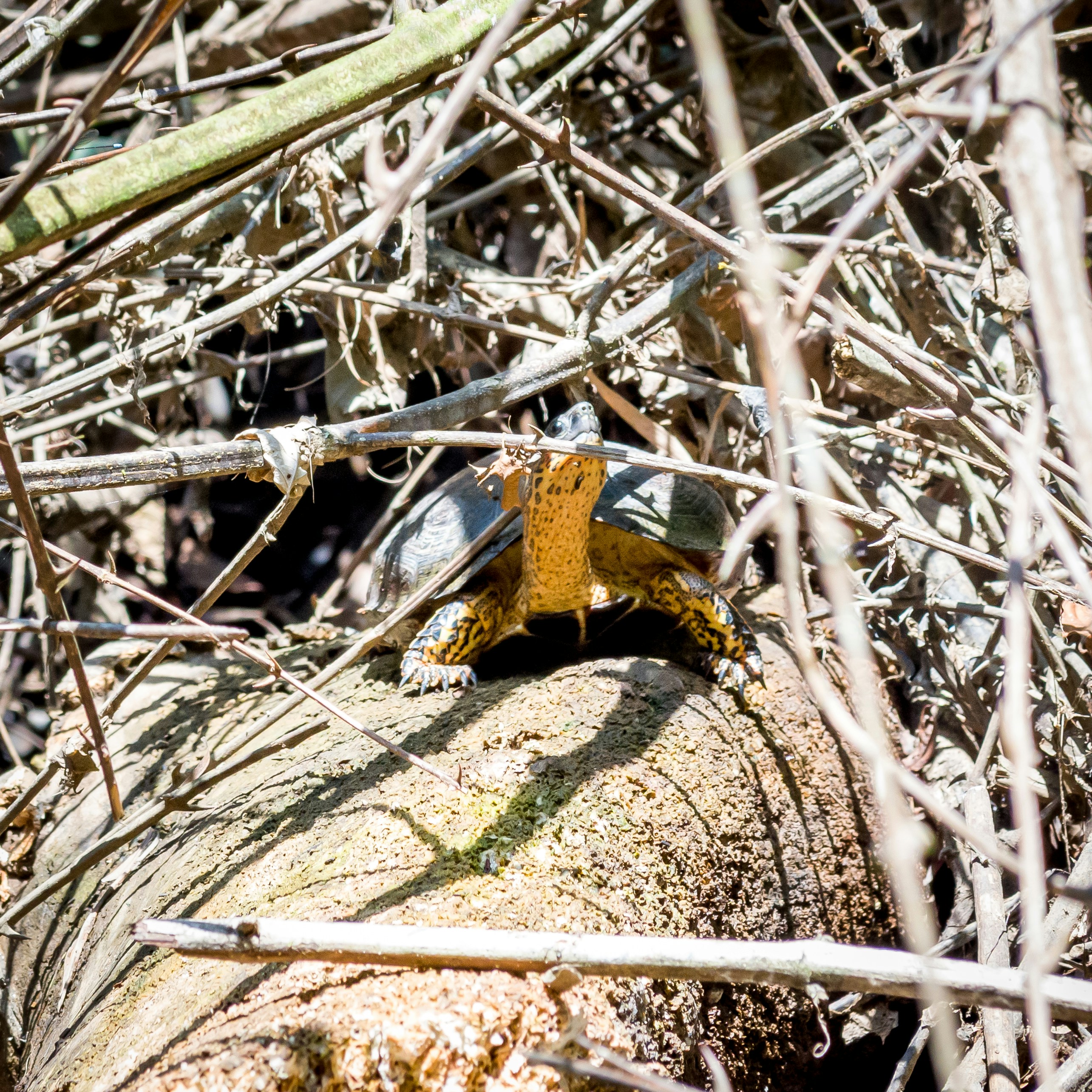 A close up of a small insect on a log