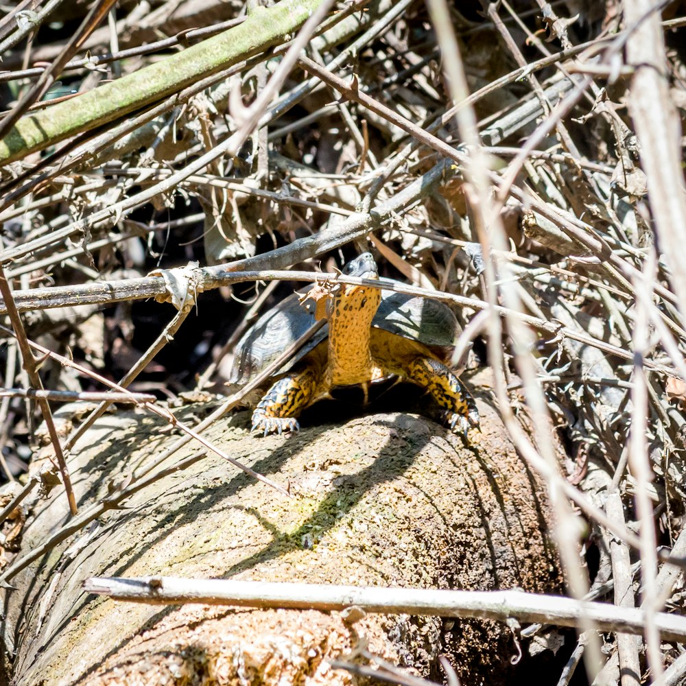 a close up of a small insect on a log