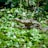 A crocodile partially submerged among dense greenery, with its mouth slightly open, showcasing its teeth. Surrounding it are vibrant green leaves and natural foliage, creating a jungle-like setting.