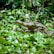 A crocodile partially submerged among dense greenery, with its mouth slightly open, showcasing its teeth. Surrounding it are vibrant green leaves and natural foliage, creating a jungle-like setting.