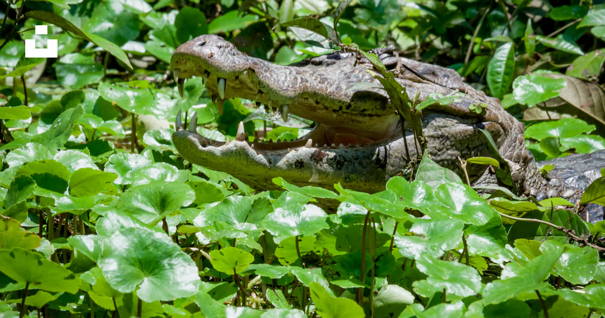 A large alligator in a field of green plants photo – Free Vegetation ...