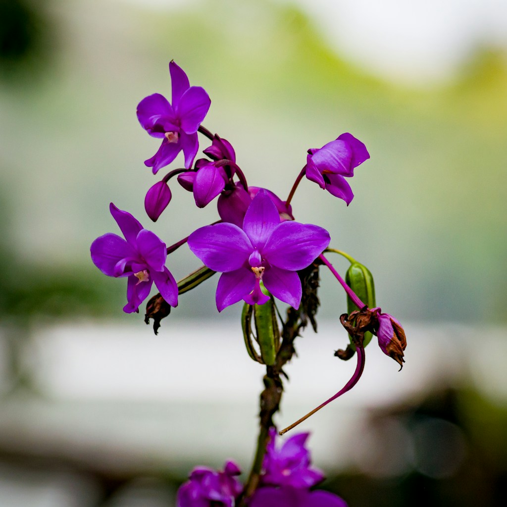 Vanda Violeta