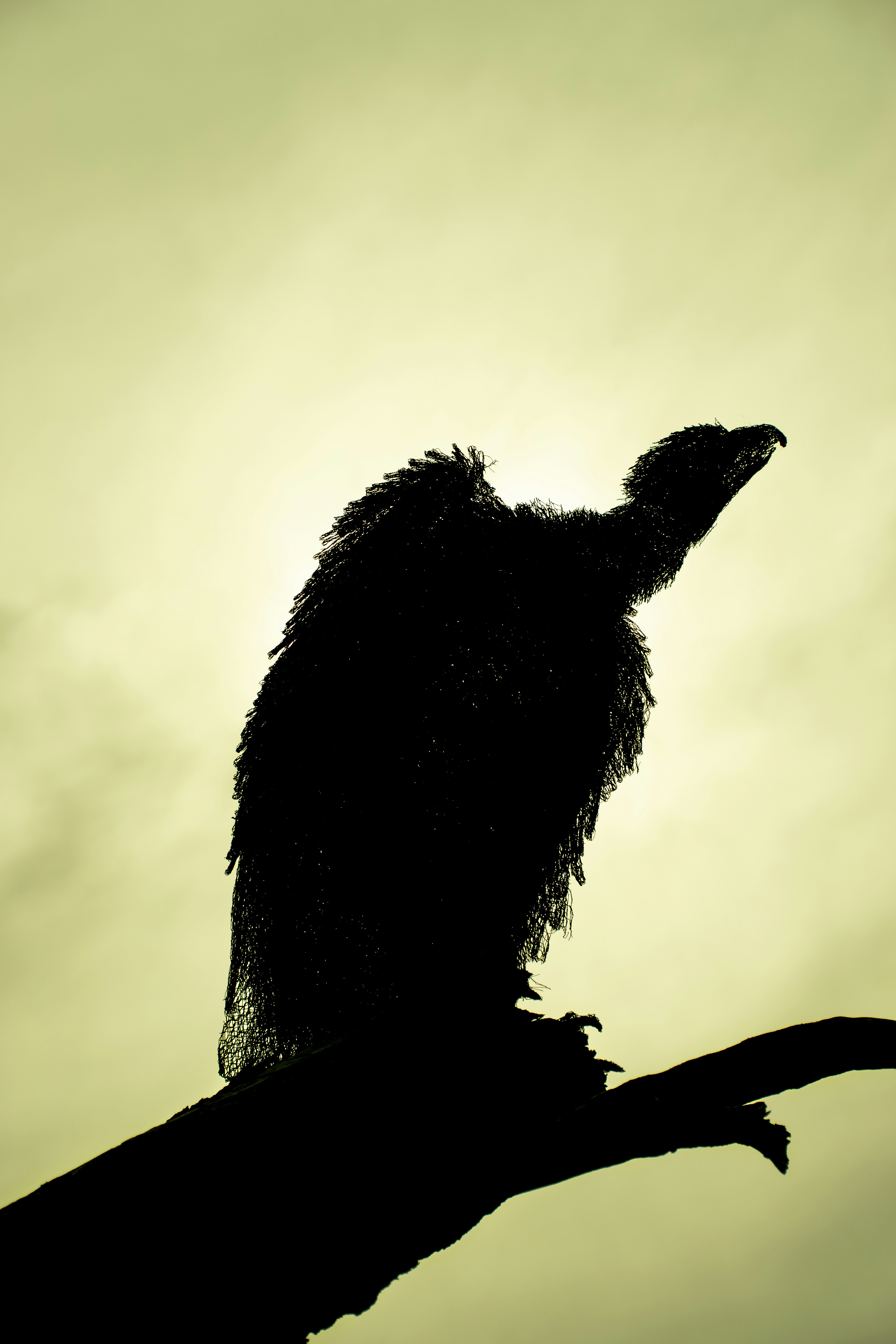 Close Up of a Silhouette Metal Vulture with Closed Wings
