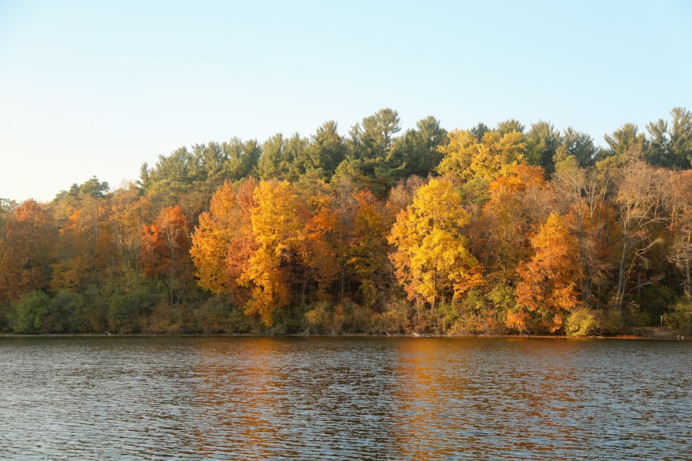 a body of water surrounded by lots of trees