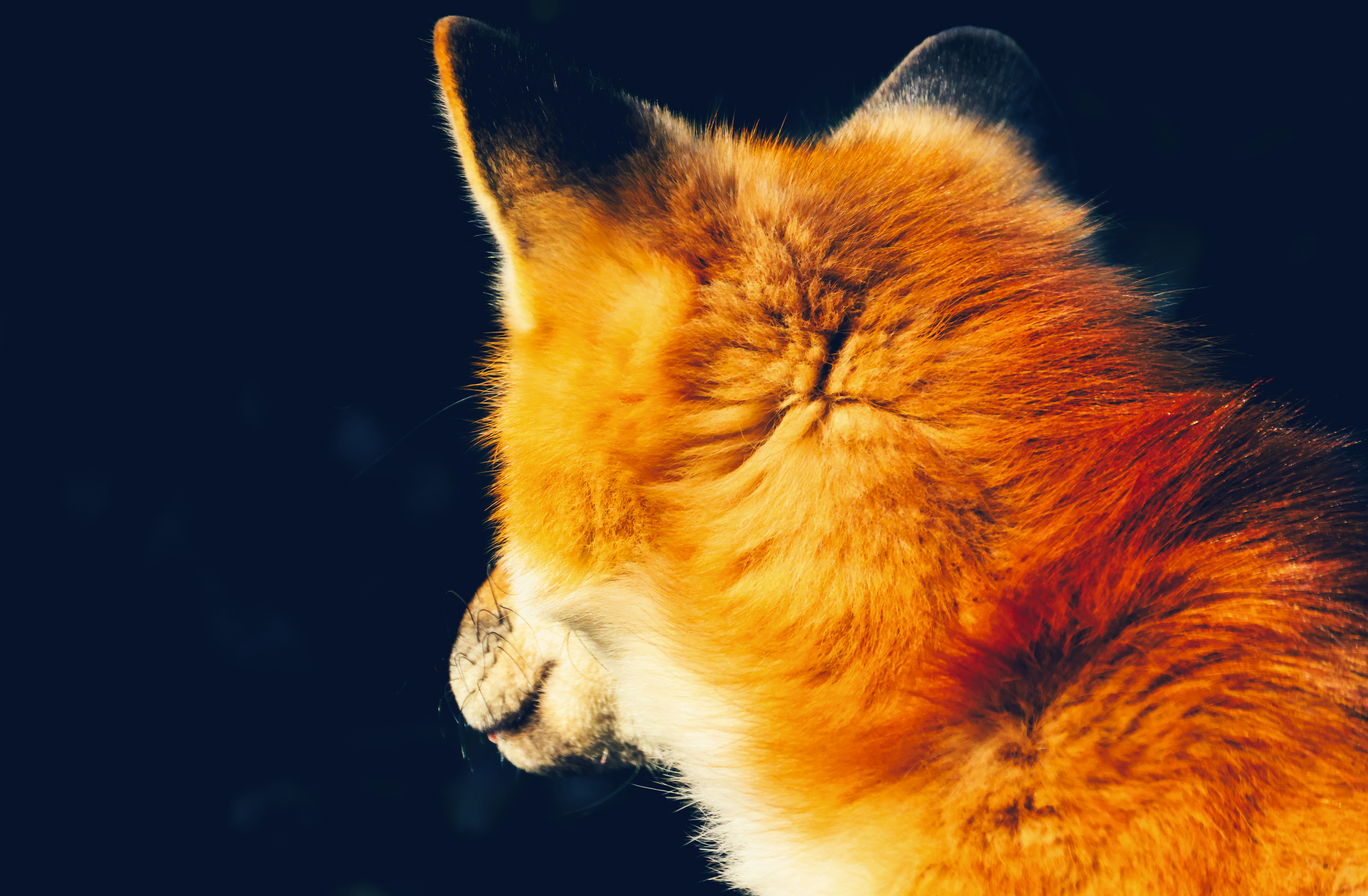 Cat with eyes closed