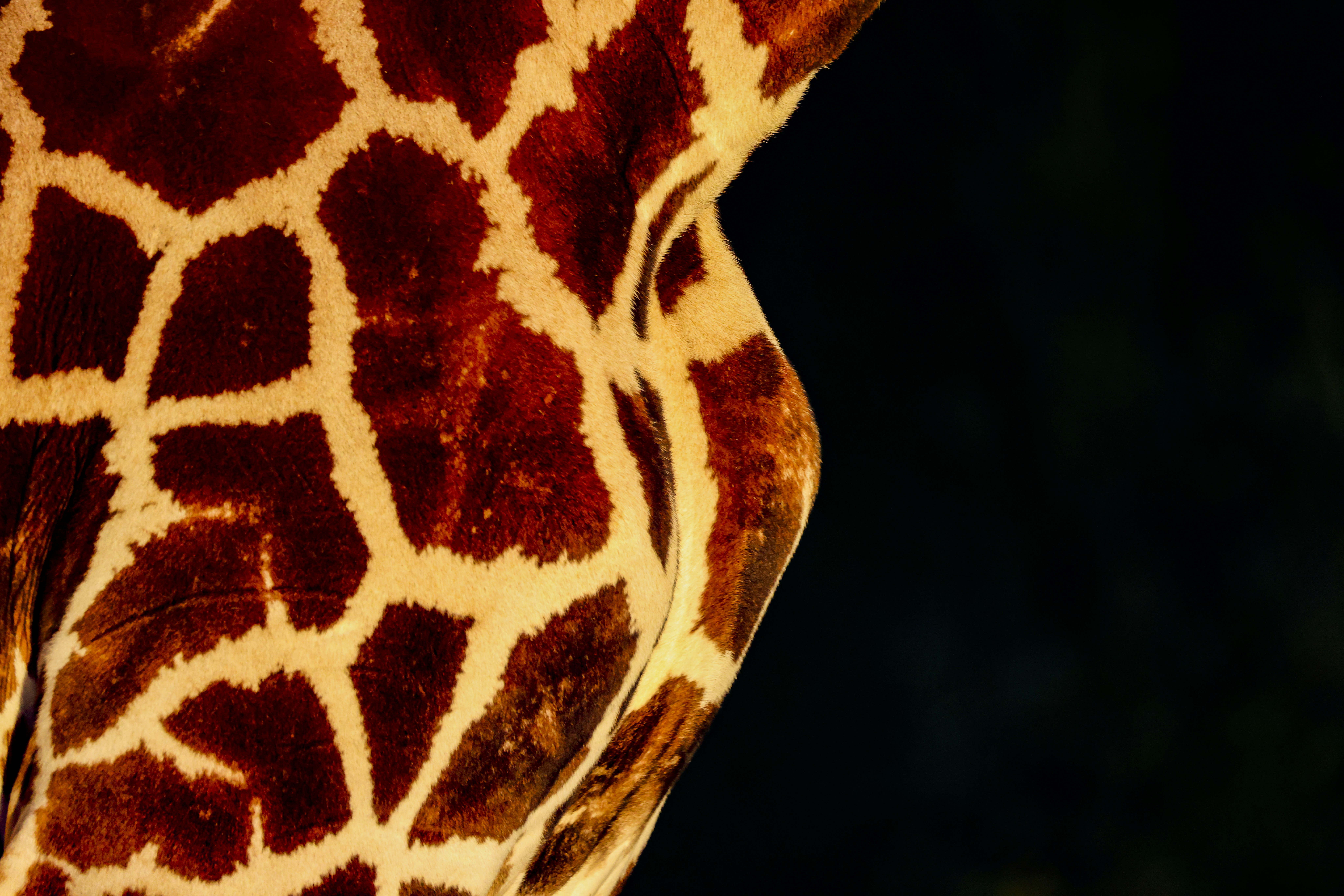 Clues for Human Medicine (image credits: unsplash)