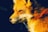 A satisfied client reviewing designs with a Red Fox designer.